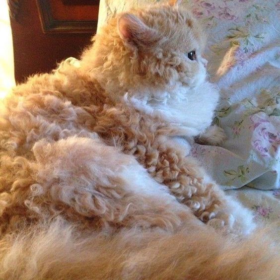 20 Poodle Cats That Are Too Cute For This World 20 Poodle Cats That Are Too Cute For This World