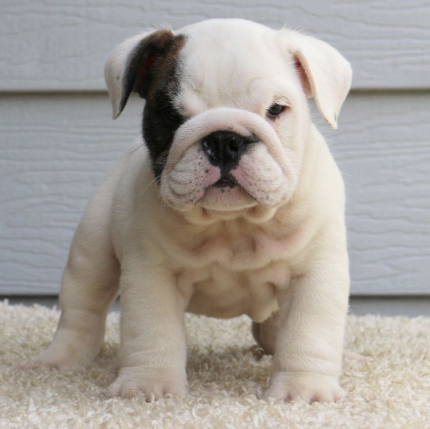 Omar Male Bulldogs English Bulldog Puppies Bulldog Bulldog