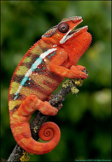 Colorful ღ おしゃれまとめの人気アイデア Pinterest Tmkinu 珍しい動物 カメレオン トカゲ Colorful ღ おしゃれまとめの人気アイデア Pinterest Tmkinu 珍しい動物 カメレオン トカゲ