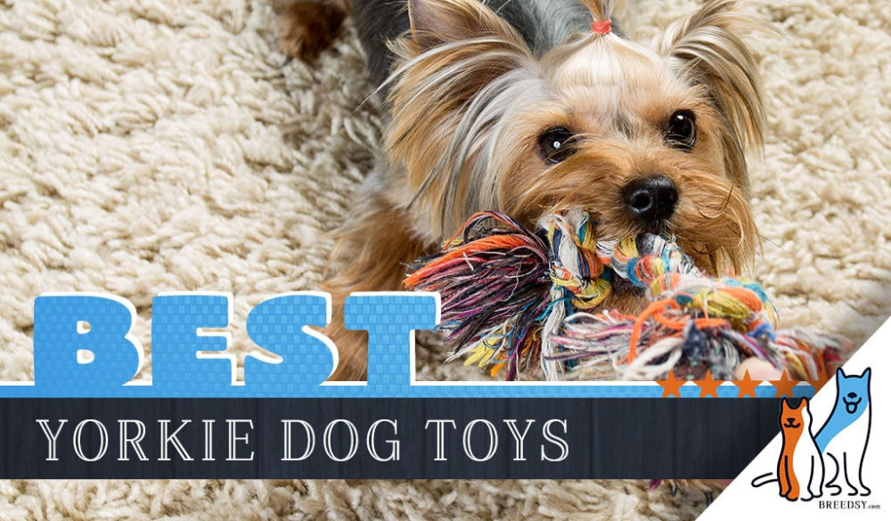 6 Best Chew toys for Yorkie Puppies and a Buyer's Guide - Yorkie