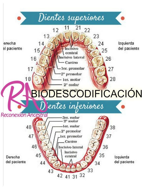 BIODESCODIFICACION DE LOS SÍNTOMAS EN LOS DIENTES