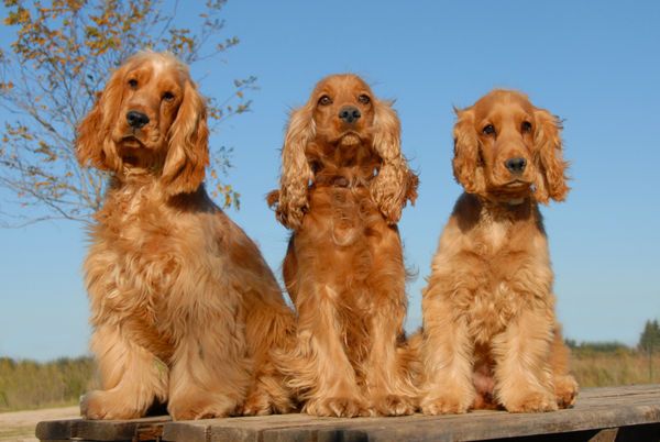Golden Cocker Spaniel Price In India