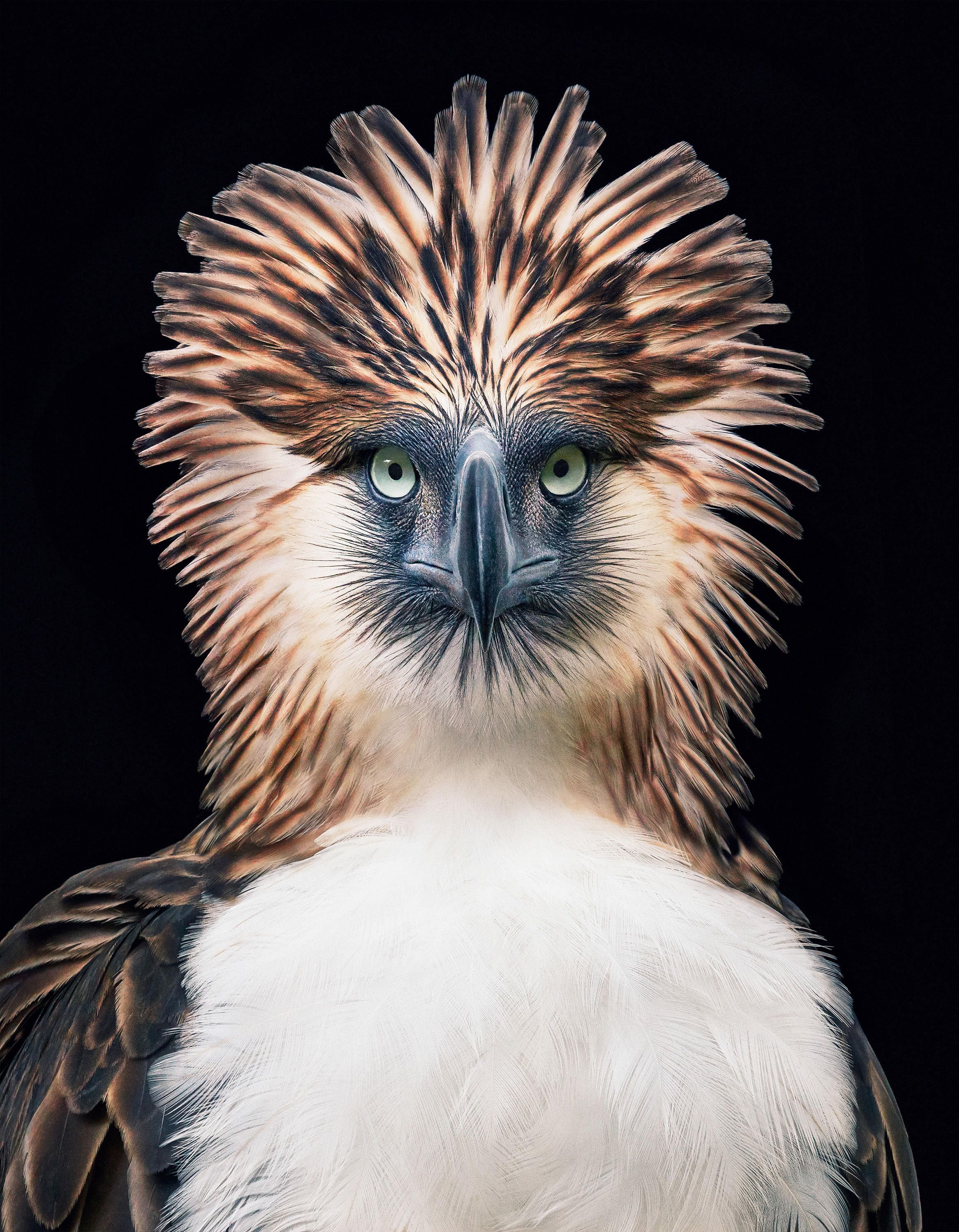 Tim Flach — Фауна Tim Flach — Фауна
