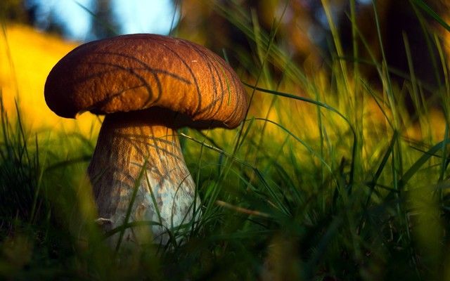 марихуана на робочий стол марихуана на робочий стол