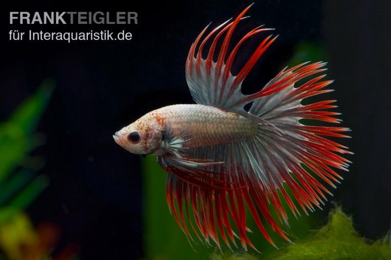 Pin auf Aquaristik
