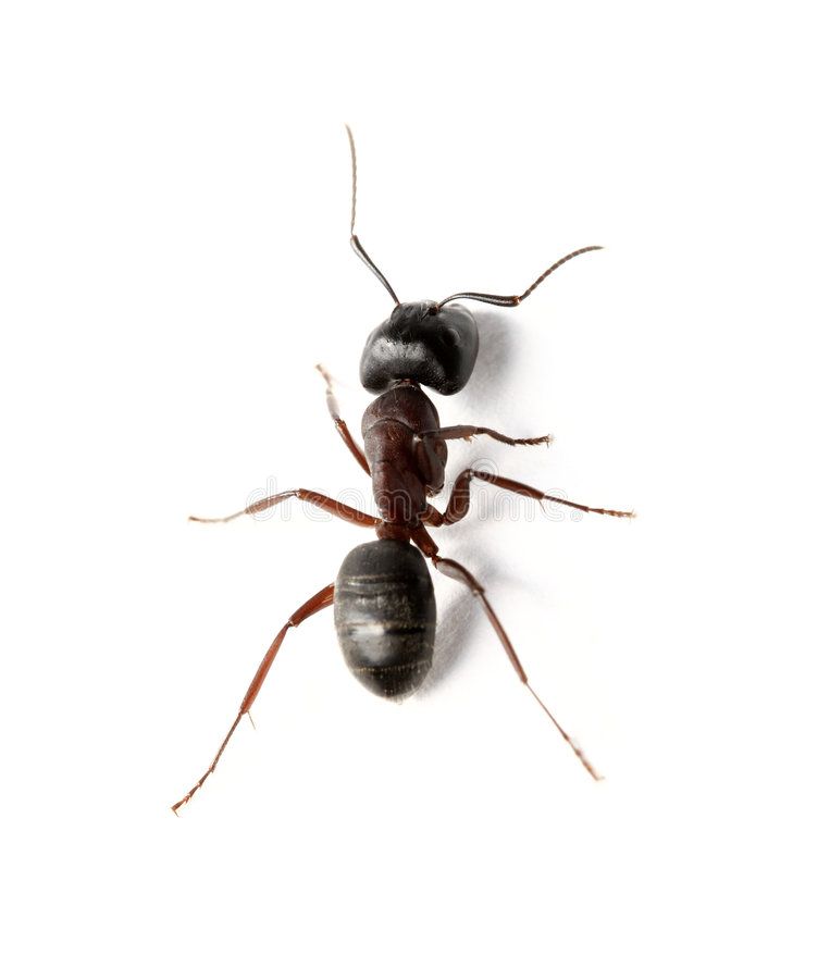 Ant A Carpenter Ant On White Surface Aff Carpenter Ant