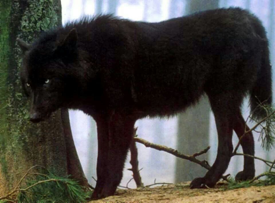 chinese black wolf dog chinese black wolf dog