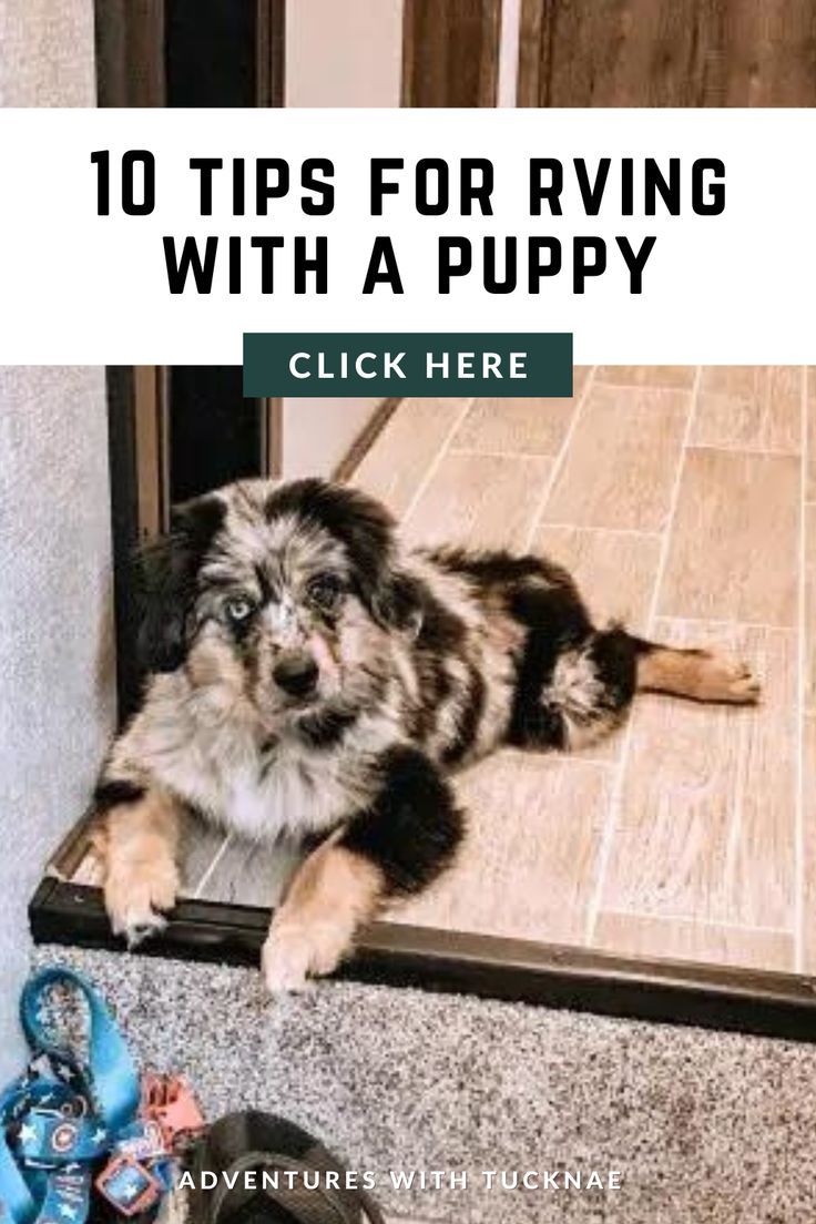 10 Tips For Raising A Puppy In An Rv Artofit 10-tips-for-raising-a-puppy-in-an-rv-artofit