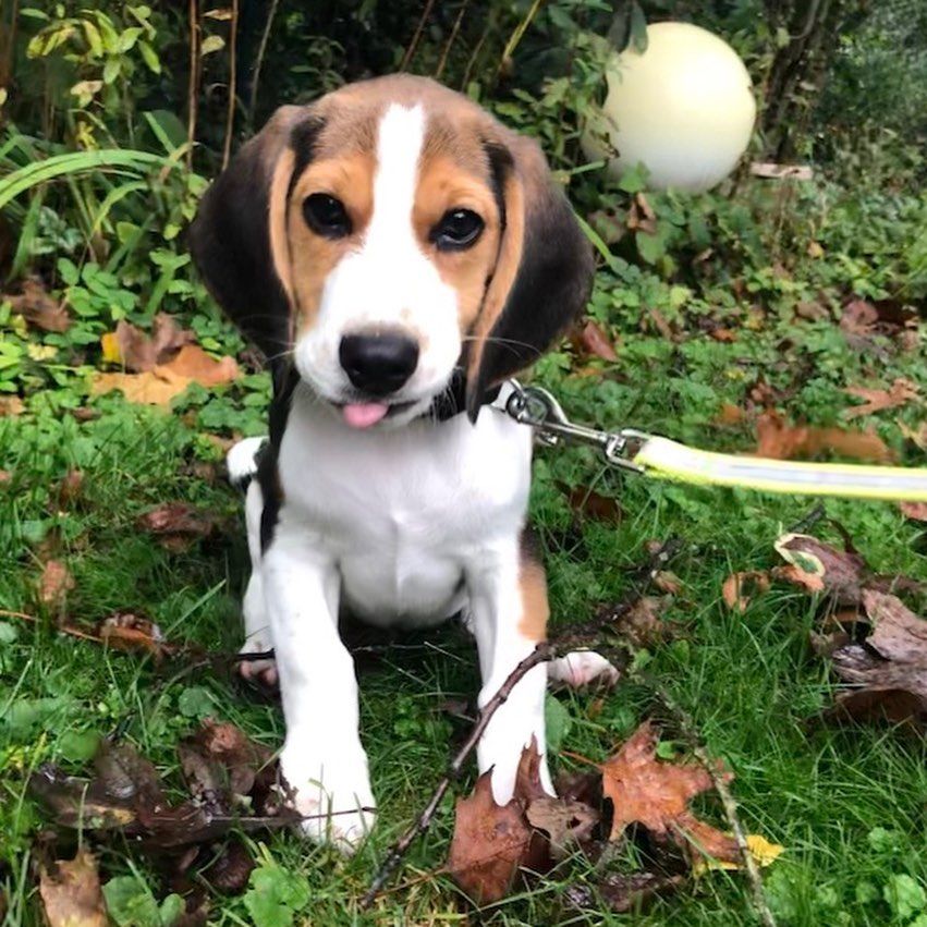 Mini Aussie Beagle Mix Beagle Website Husky Beagle Mix Full