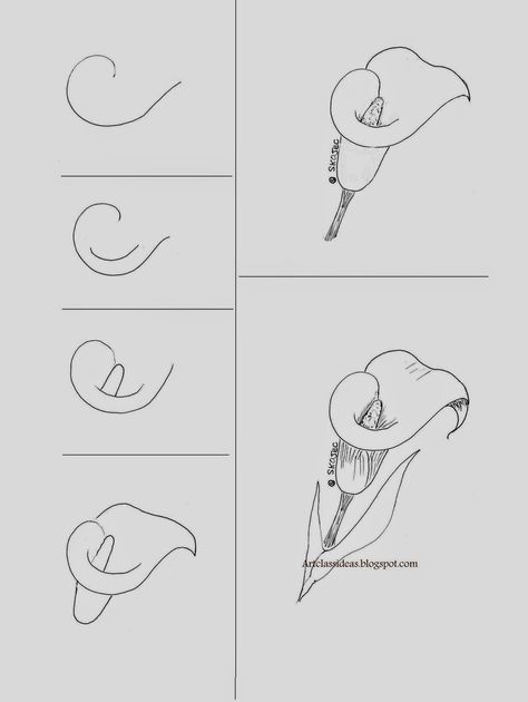 Calla lily art class ideas Calla lily art class ideas