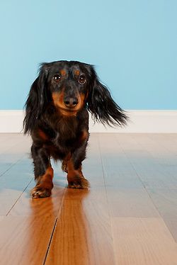 Dachshund Parade Archive Looks Like Lulu Dachshund Dachshund