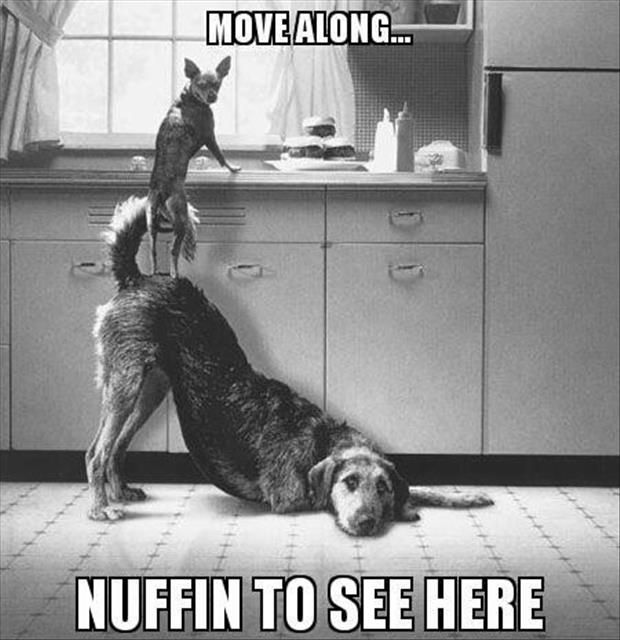 Move Along Nothing To See Here Funny Dogs Pets Dogs Funny Animals