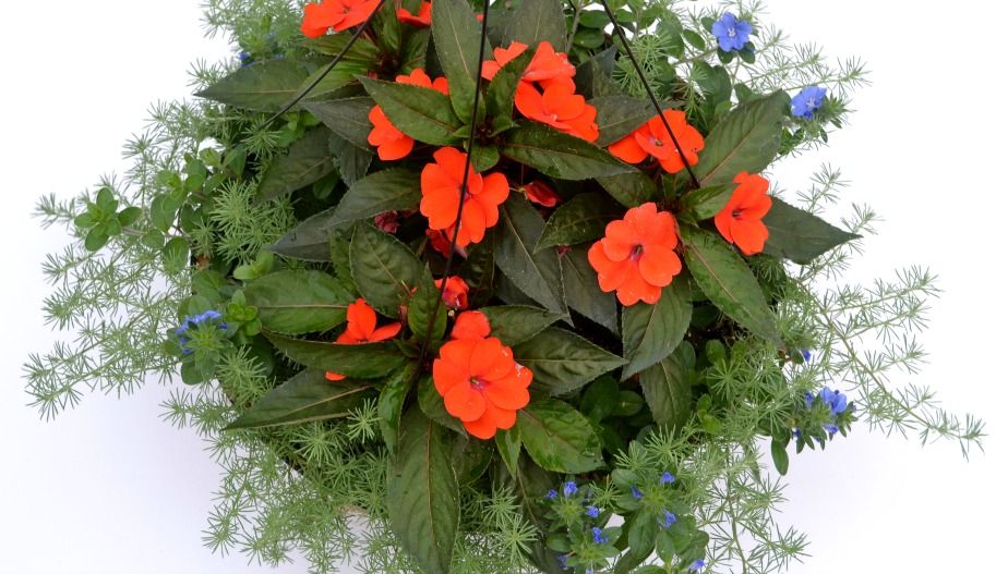 Top 5 Hanging Baskets For Shade Fairview Garden Center Hanging Baskets Hanging Plants Hanging Plants Indoor