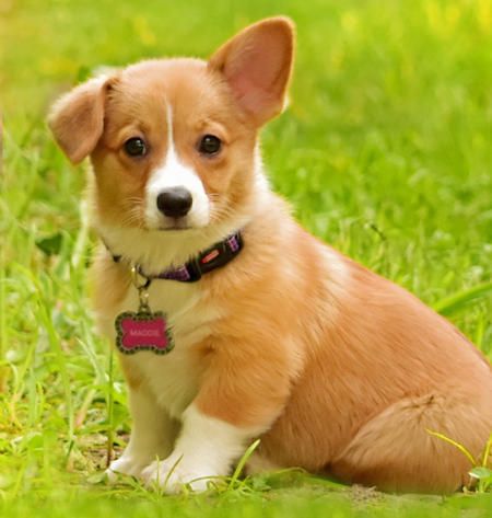 Maddie The Pembroke Welsh Corgi Precious Cute Puppy Names