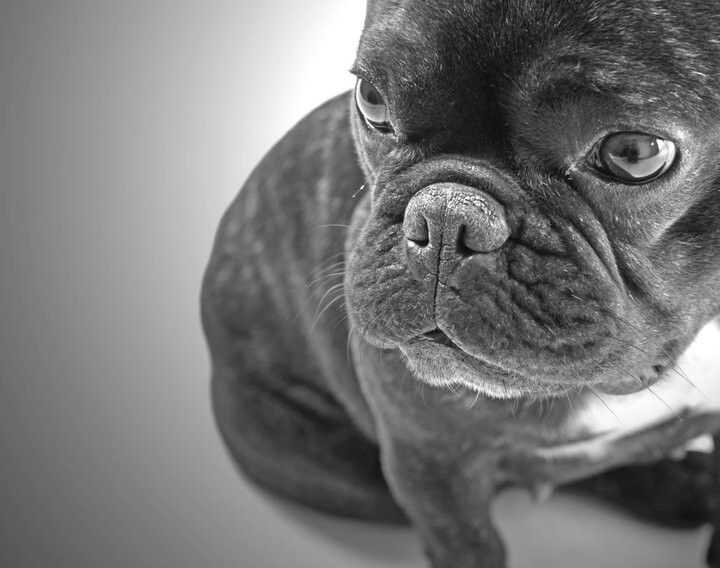 Dixie French Bouledogue Animals French Bulldog Dogs