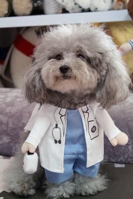 funny costumes puppy jackets dog cat