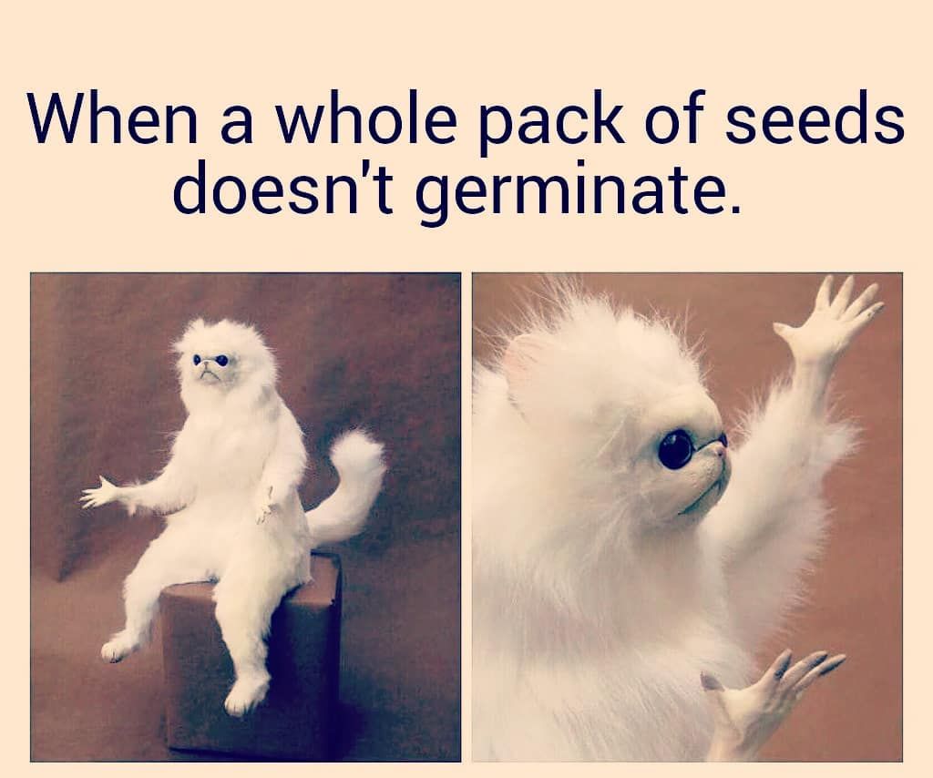 the struggle ughh lol germination plants gardening garden gardener urbangarden urbangardening organicgardening resim