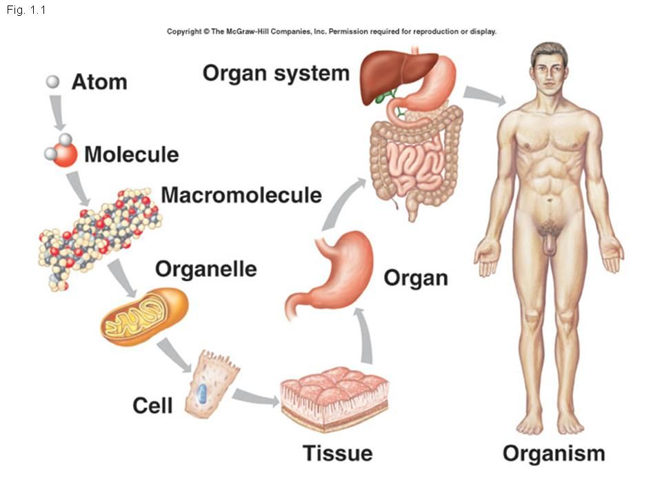 Organization of the Body Body health, Organ system, Body
