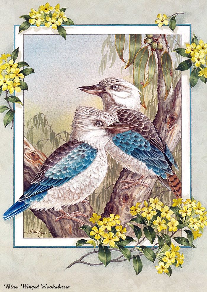 birds barber