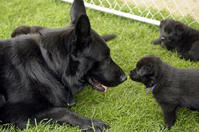 I Used To Have A Beautiful All Black German Shepherd Bowser Was
