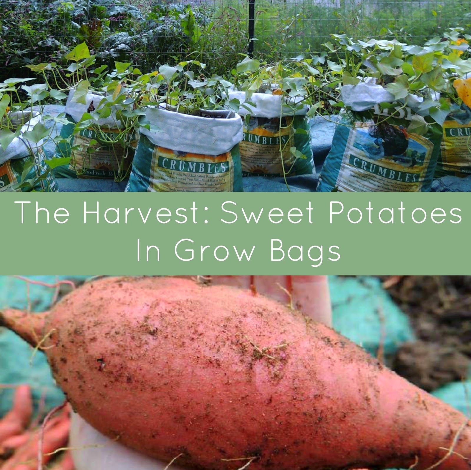 Image result for growing sweet potatoes | Growing sweet potatoes, Sweet