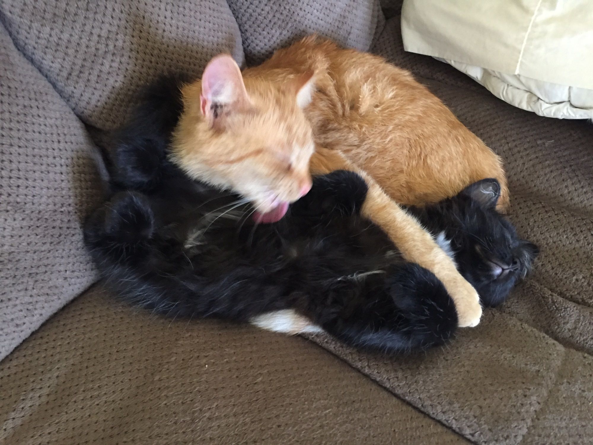 Pin On Cats Kittens
