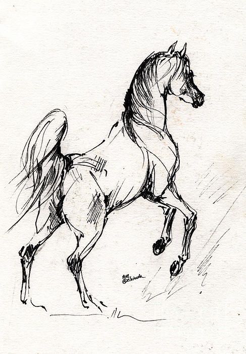 horse sketches