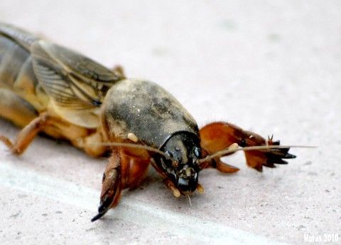 Specie întâlnită în Europa, Asia şi Africa.Poate fi întâlnită în toate regiunile ţării noastre.Este considerată cel mai periculos dăunător în grădinile de legume, răsadniţe, sere, solarii, dar şi în câmpurile cu sol bogat în materie organică. Garden Pests, Paradis, Insecticide, Mai, Gardening, Travel, Insects, Plant, Viajes