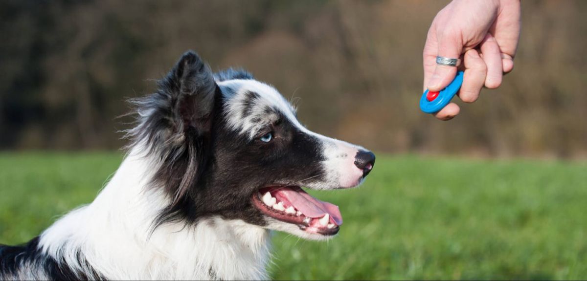 Tipps & Tricks Erfolgreiches ClickerTraining für Hunde Hundeschule