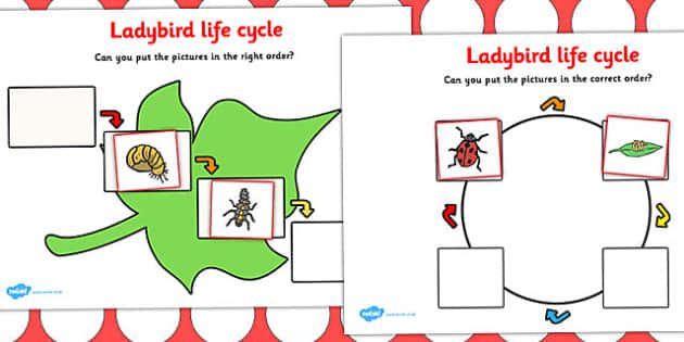 Ladybird Life Cycle Worksheet Life cycles Nature lessons Life Ladybird Life Cycle Worksheet Life cycles Nature lessons Life