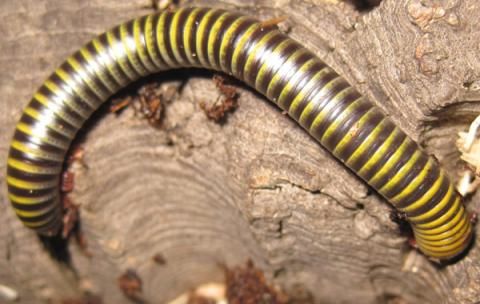 bumblebee millipedes inverts pinterest insects millipede care sheet