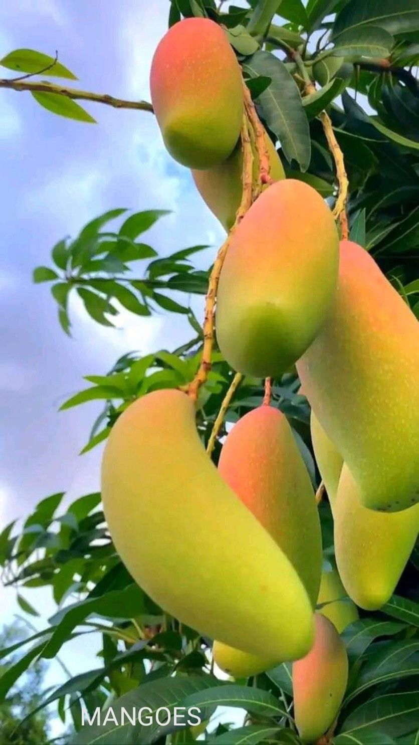 Pin By Zaramil Syed On FRUITS Fruits And Vegetables Pictures pin-by-zaramil-syed-on-fruits-fruits-and-vegetables-pictures