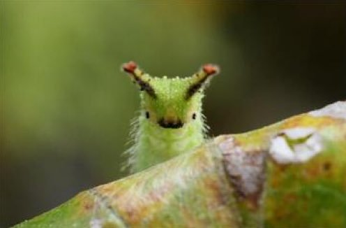 41 strange na twitterze this is the japanese emperor caterpillar https t co cendhgr3ss twitter caterpillar cute creatures cute animals