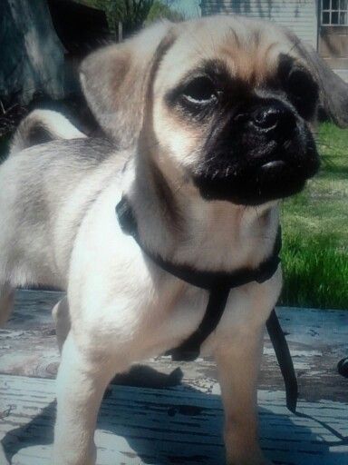 Pug Pomeranian Rat Terrier Mix Rat Terrier Mix Cute Animals