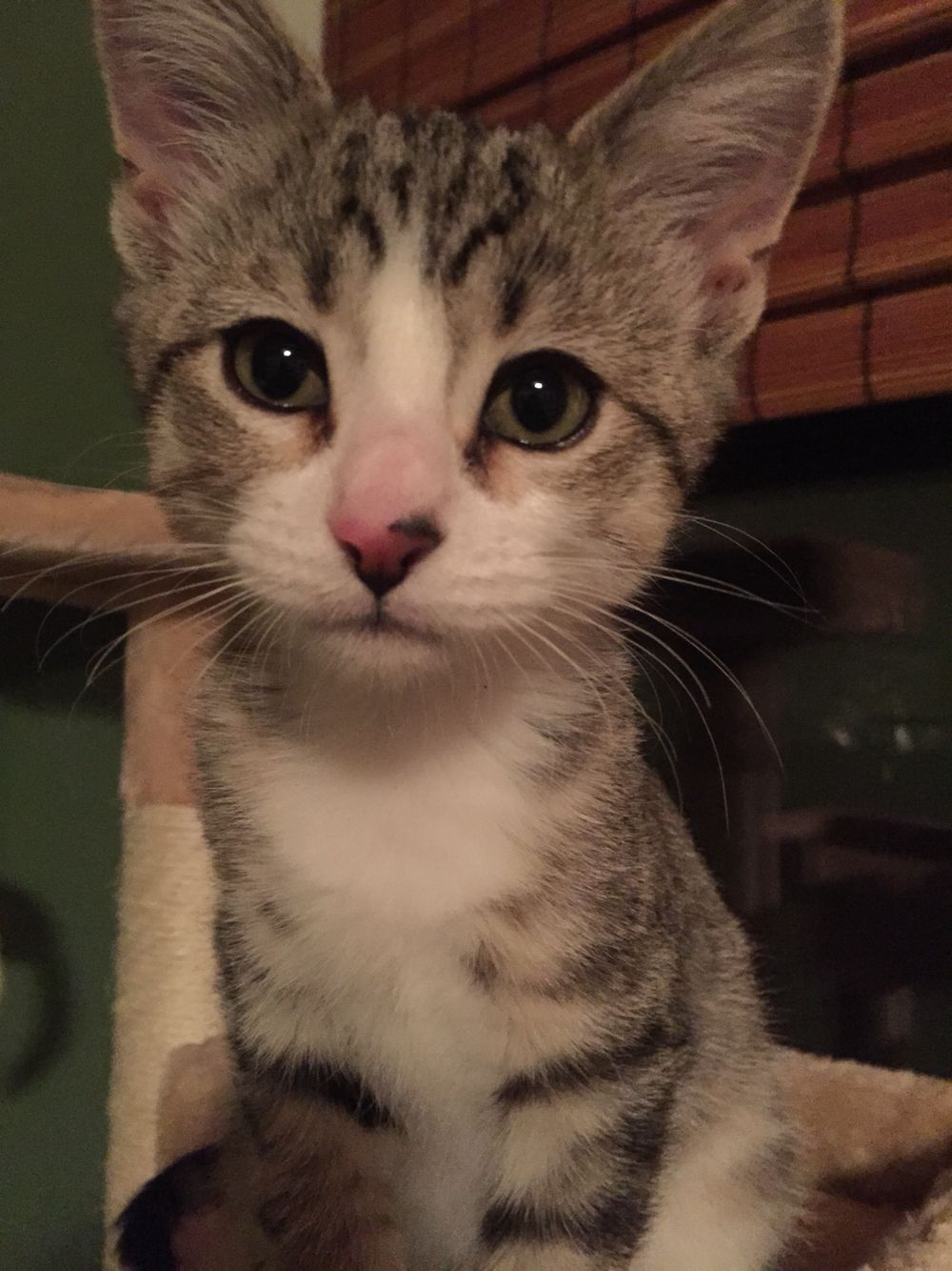 He Bites When He Wants Attention Cute Cats And Kittens Cute Cats Kittens Cutest