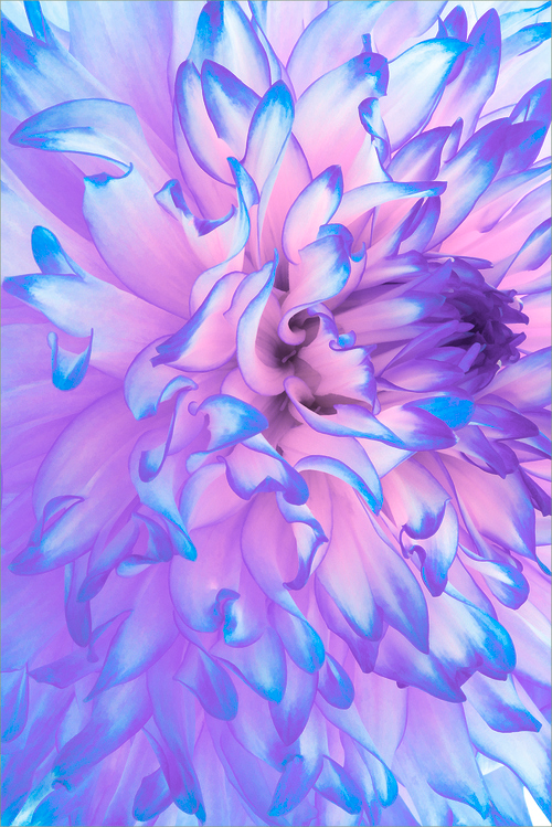70 beautiful purple flowers care growing tips flowers blue purple flower
