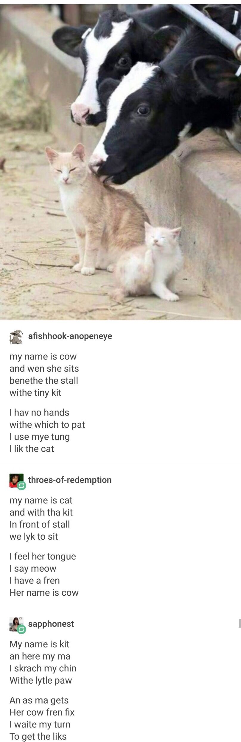 Cat Cow Meme Cat Cow Meme
