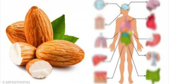 7 أشياء سوف تحدث لك إذا تناولت 4 حبات من مكسرات اللوز يوميا Food Almond