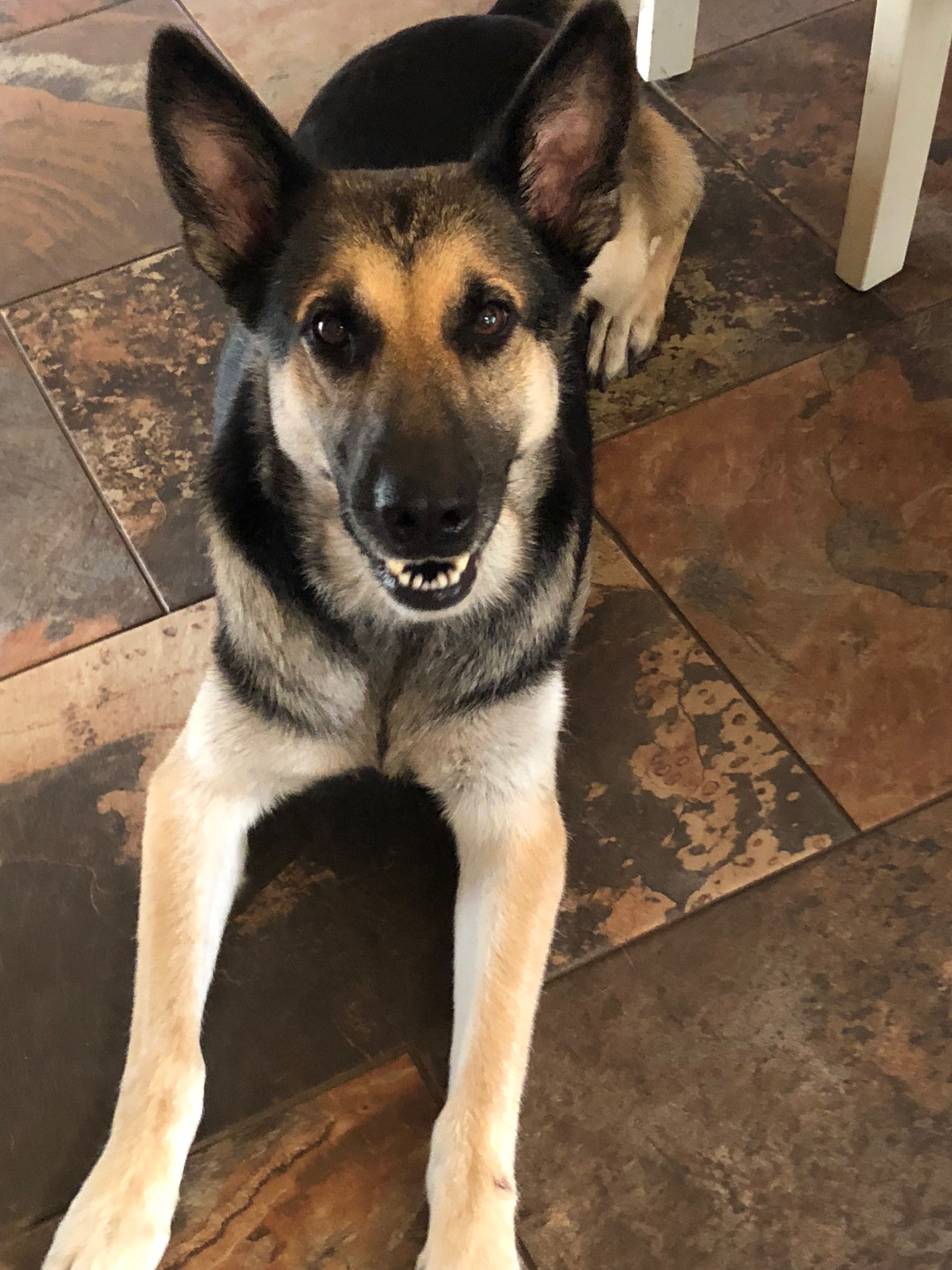 Pin By Lani S Lucky Shepherds Of Houston A German Shepherd Dog