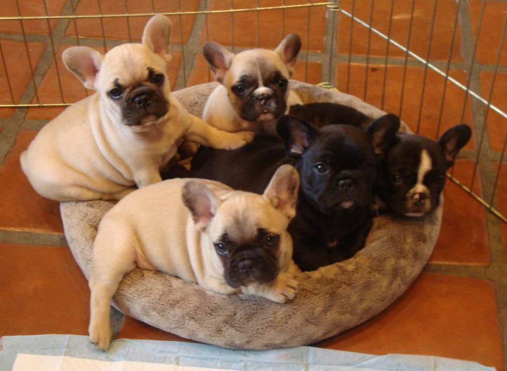 French Bulldog Puppies Http Www Austree Com Au Ads Pets Dogs