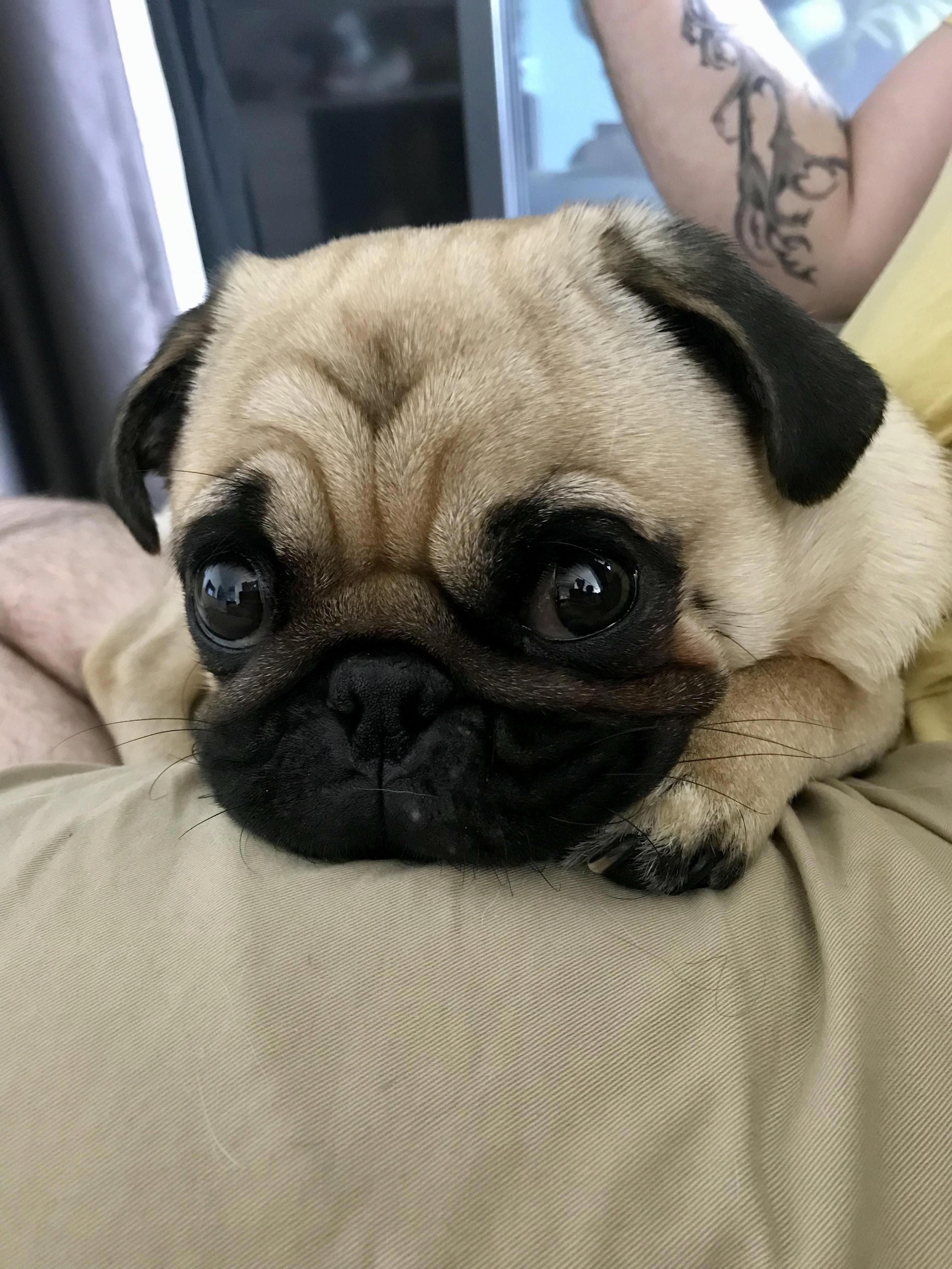 Precious Beautiful Baby Cartoon Dog Baby Pug Dog Baby Pugs