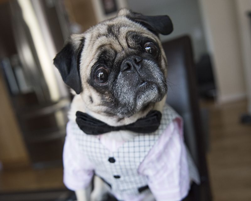 Pug Rescue Profile Pugs Puppies Pugs Cute Animals Pug Rescue