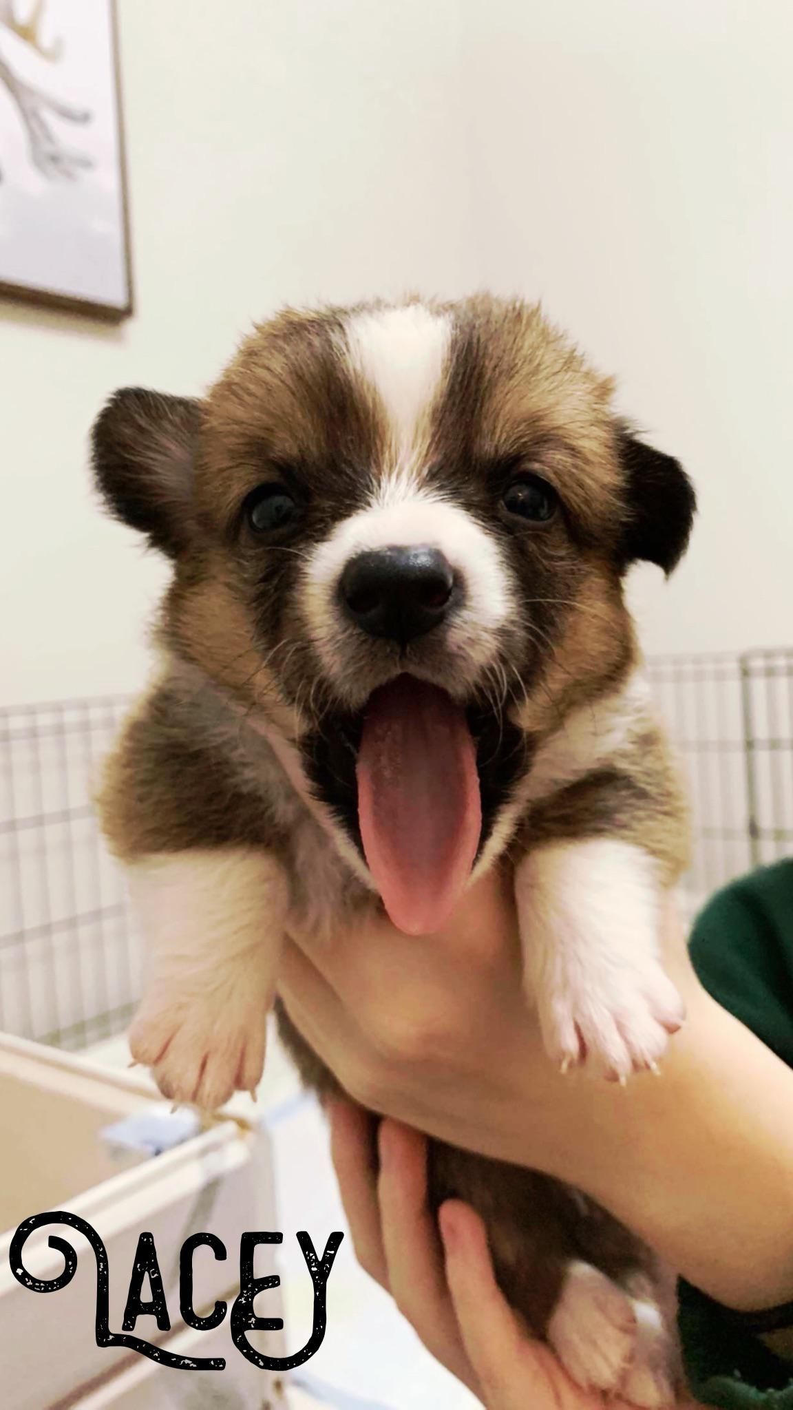 Lacey says hello! 3 weeks old and full of spunk - Lacey says hello! 3 weeks old and full of spunk -
