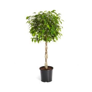 Brighter Blooms Benjamina Ficus Tree (Ficus Benjamina) in 3 Gal. Pot-FIC-BEN-34_3-BRD – The Home Depot Brighter Blooms Benjamina Ficus Tree (Ficus Benjamina) in 3 Gal. Pot-FIC-BEN-34_3-BRD – The Home Depot