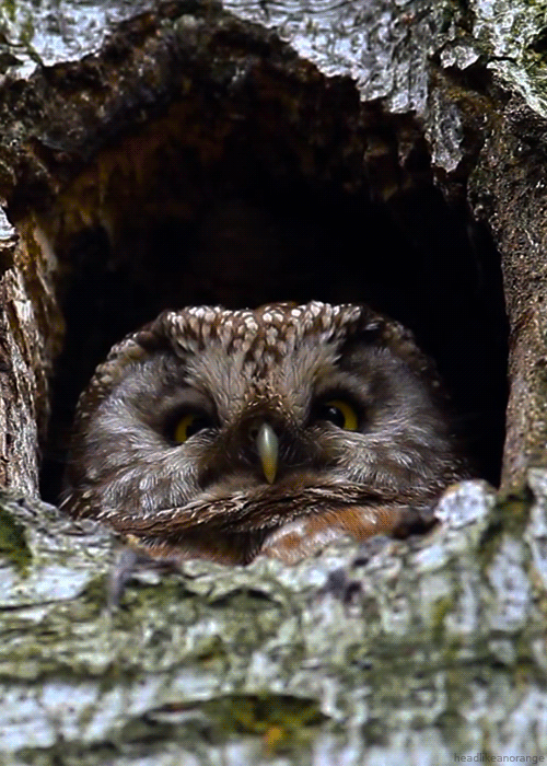 Er sucht sie owl