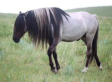 Sundowner - Grulla Mustang stallion. LOVE his color :) Most Beautiful Horses, All The Pretty Horses, Animals Beautiful, Grulla Horse, Dun Horse, Fjord Horse, Friesian, Appaloosa, Kiger Mustang