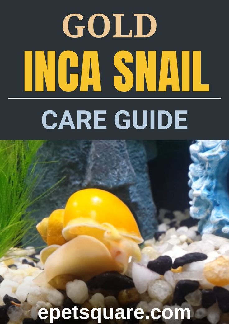 GOLD INCA SNAIL CARE GUIDE Fish Care Inca Snail gold-inca-snail-care-guide-fish-care-inca-snail