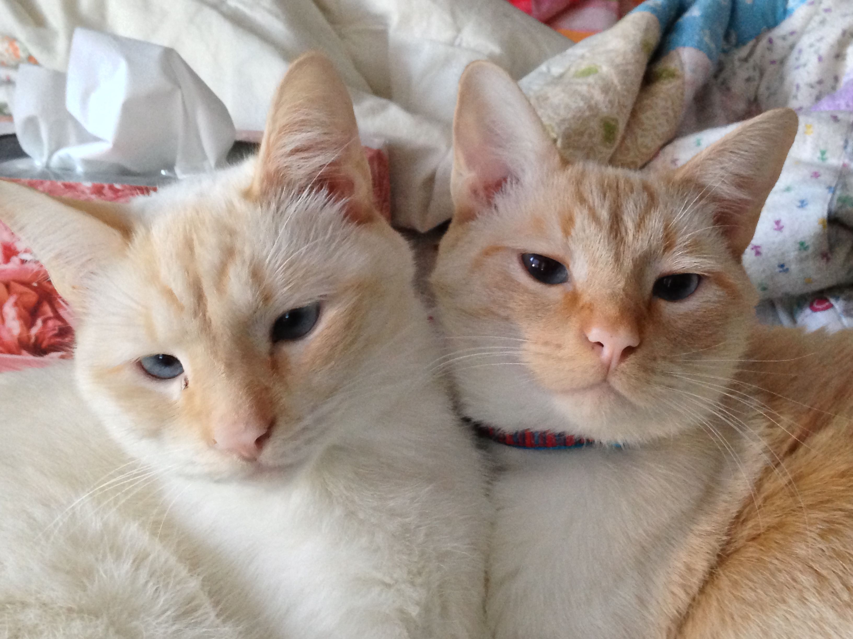 Flame Point Brothers Cuddling Cats Tonkinese Cat Cat Love Flame Point Brothers Cuddling Cats Tonkinese Cat Cat Love