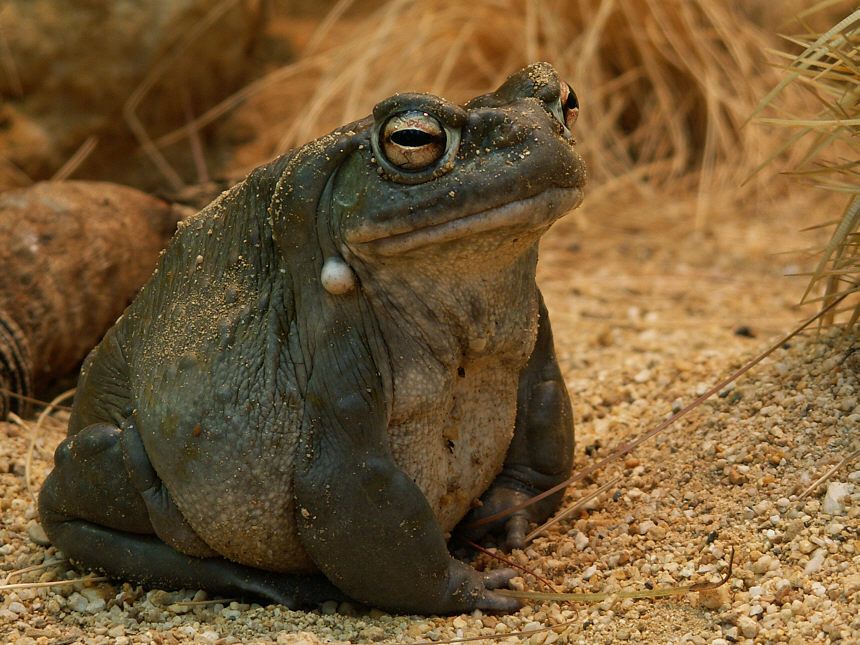 Jabba the Toad Jabba the Toad