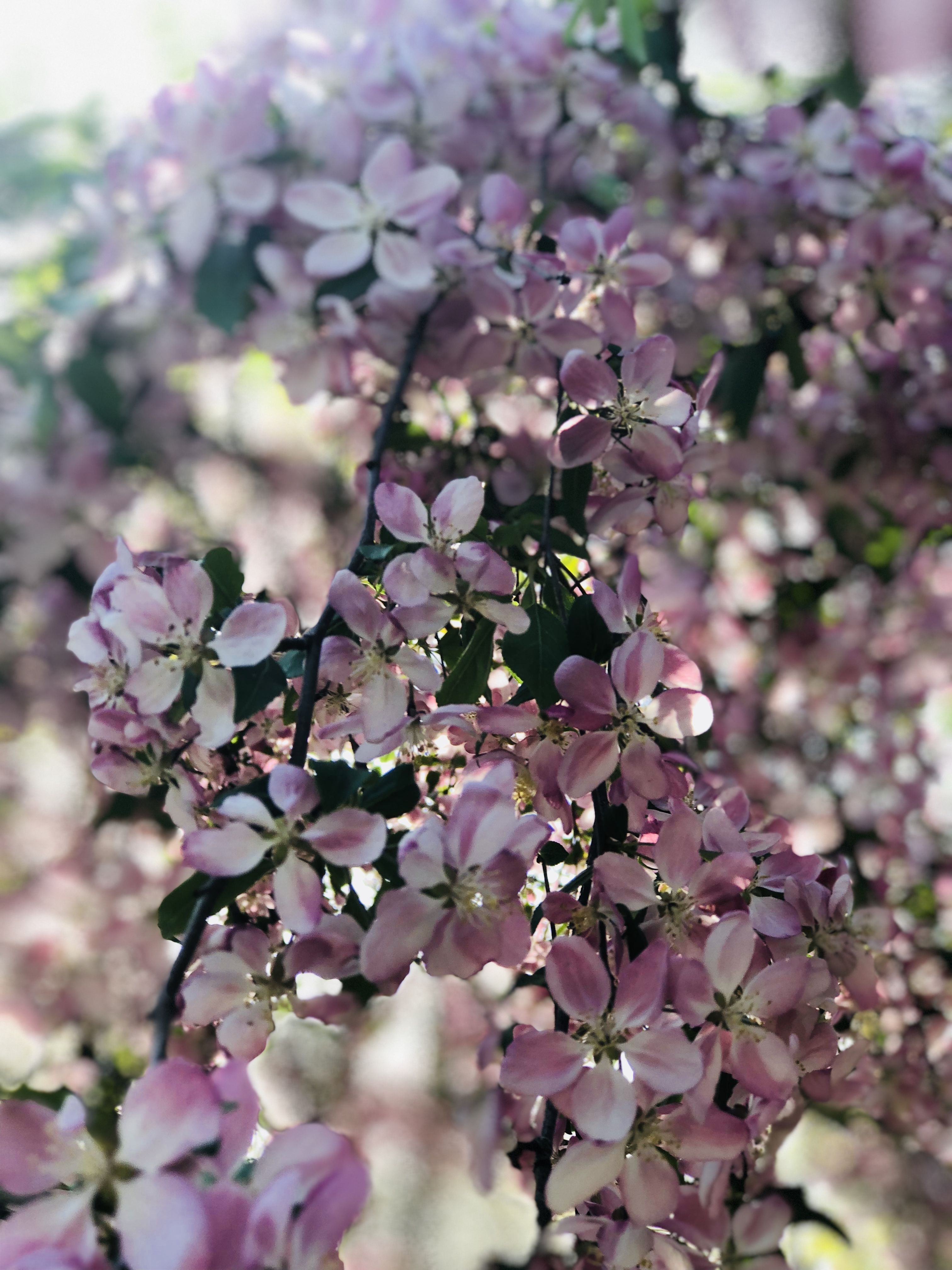 Pink Aesthetic Photography Flowers Spring Cherry Blossoms Pink Aesthetic Photography Flowers Spring Cherry Blossoms